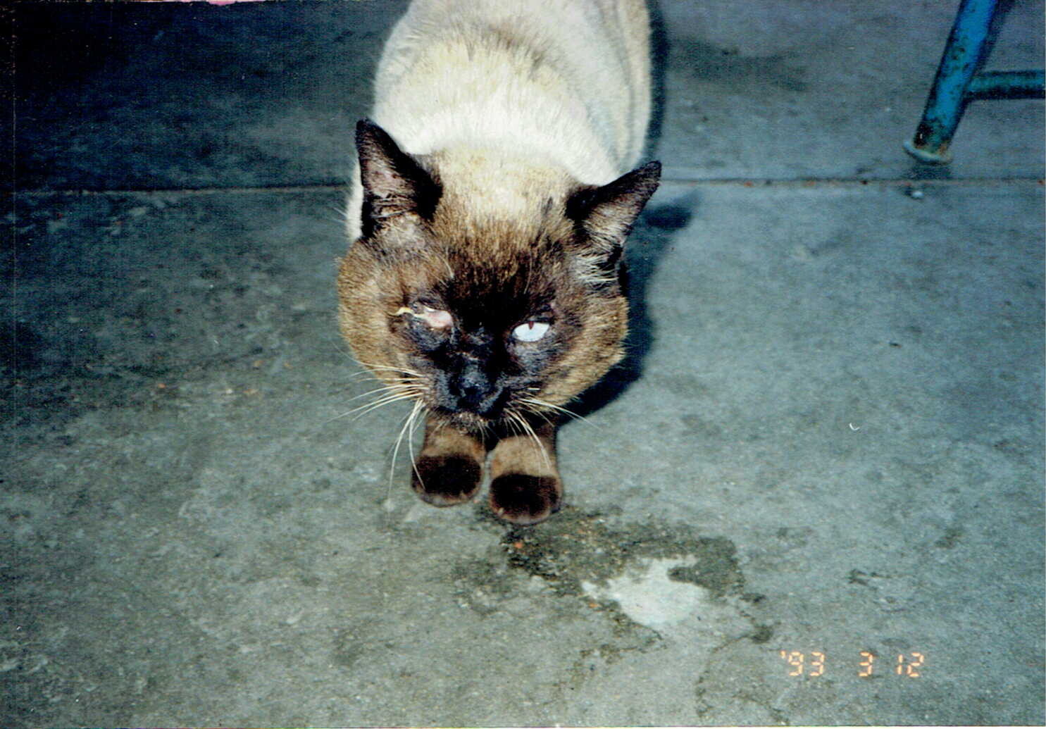 保護中: ブリーダー（場所不明3）