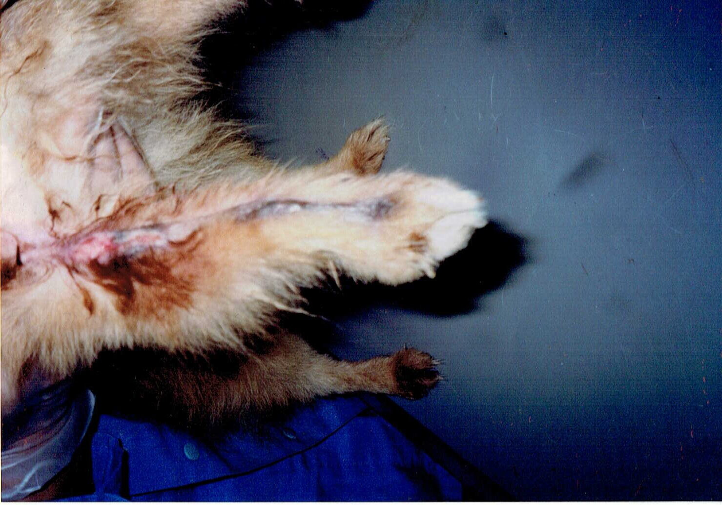 保護中: ポメラニアンのブリーダー