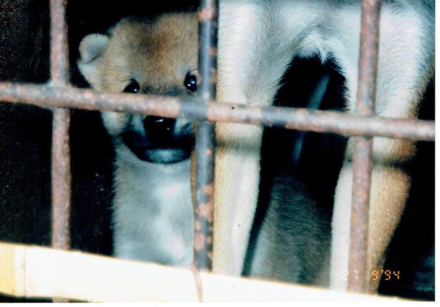 保護中: 柴犬のブリーダー（八木市）_1994年