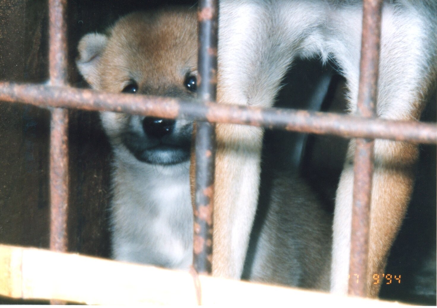 保護中: ブリーダー（八木柴市）_1994年