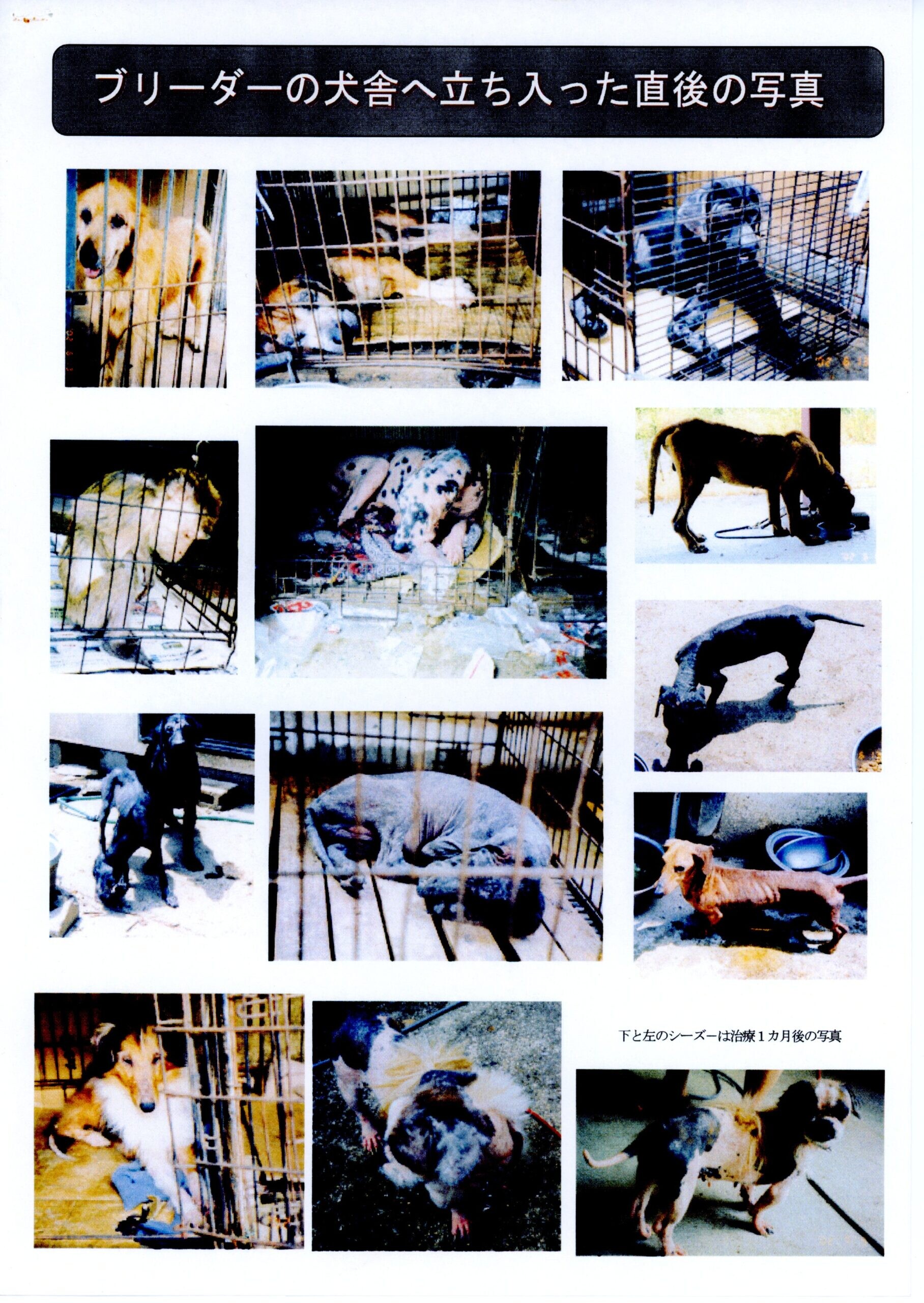 Protected: Yakake Breeder in Okayama