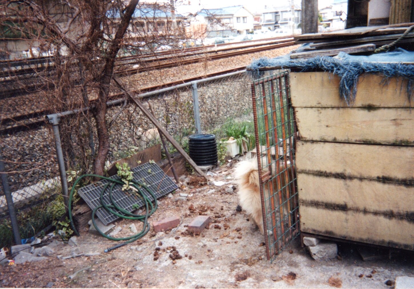 保護中: 多頭飼育者（場所不明2）_2001年