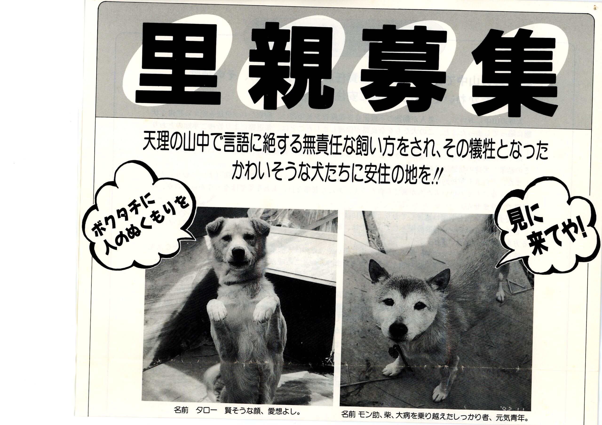 保護中: 里親募集チラシ