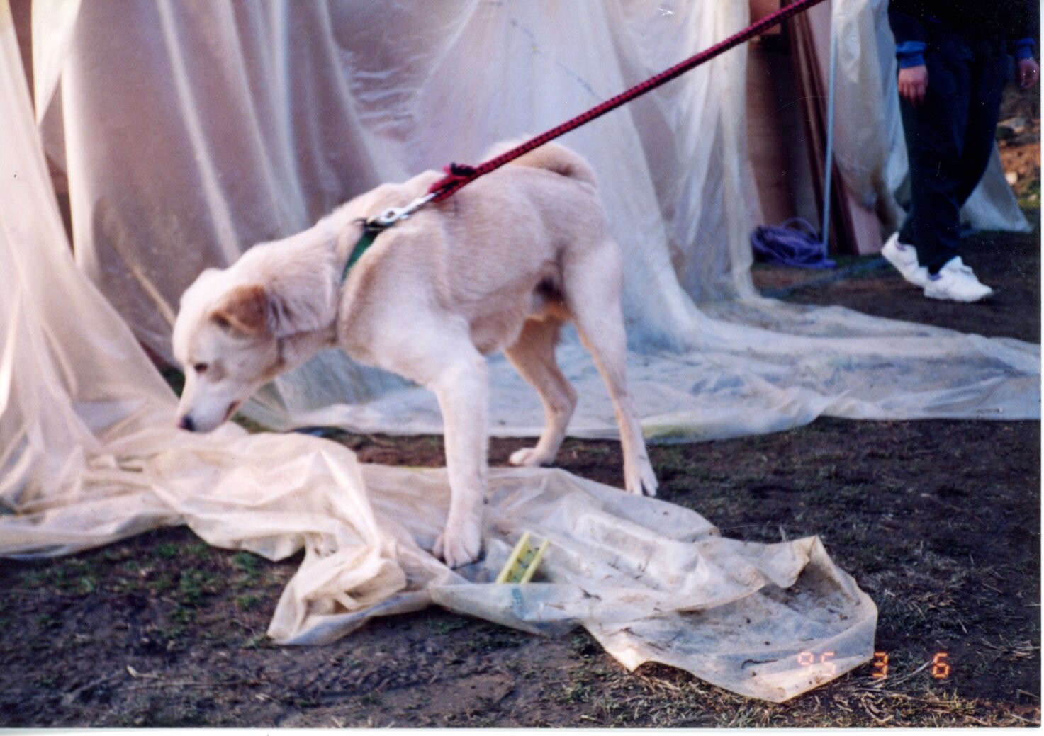 保護中: バン