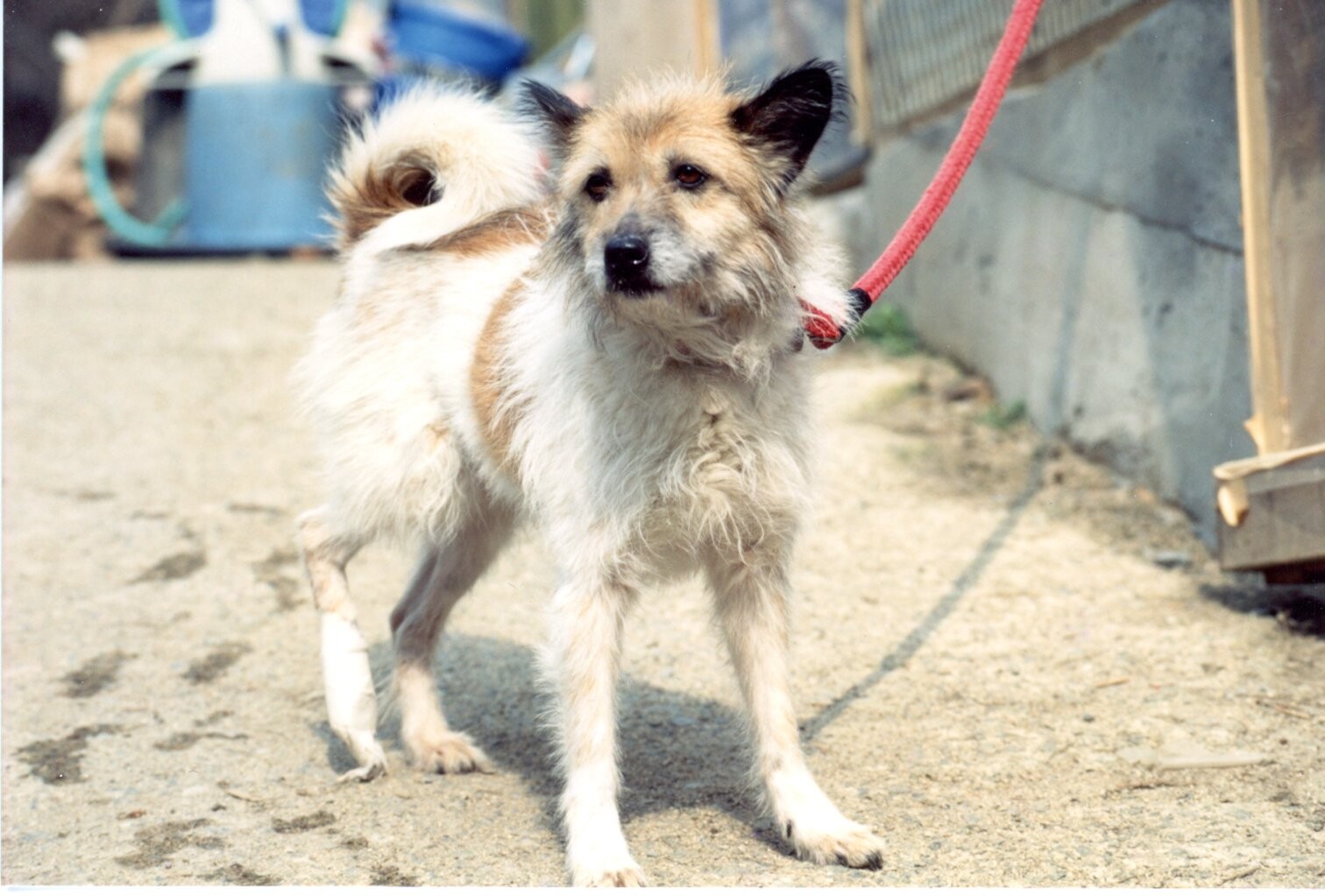 保護中: シナモン