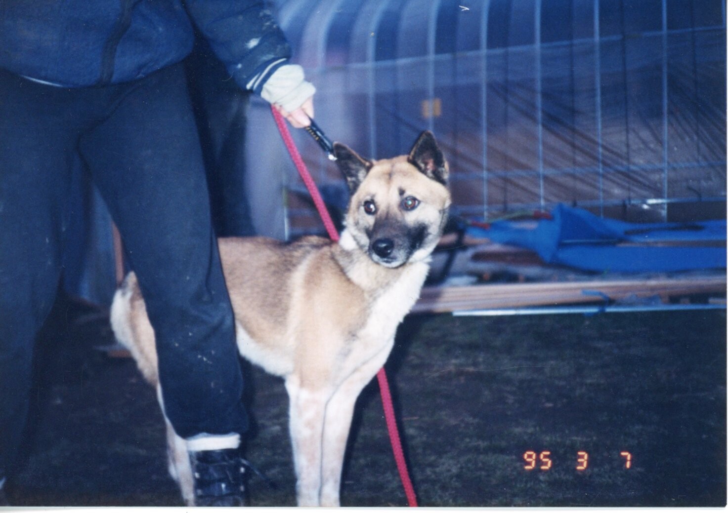 保護中: ミッキー