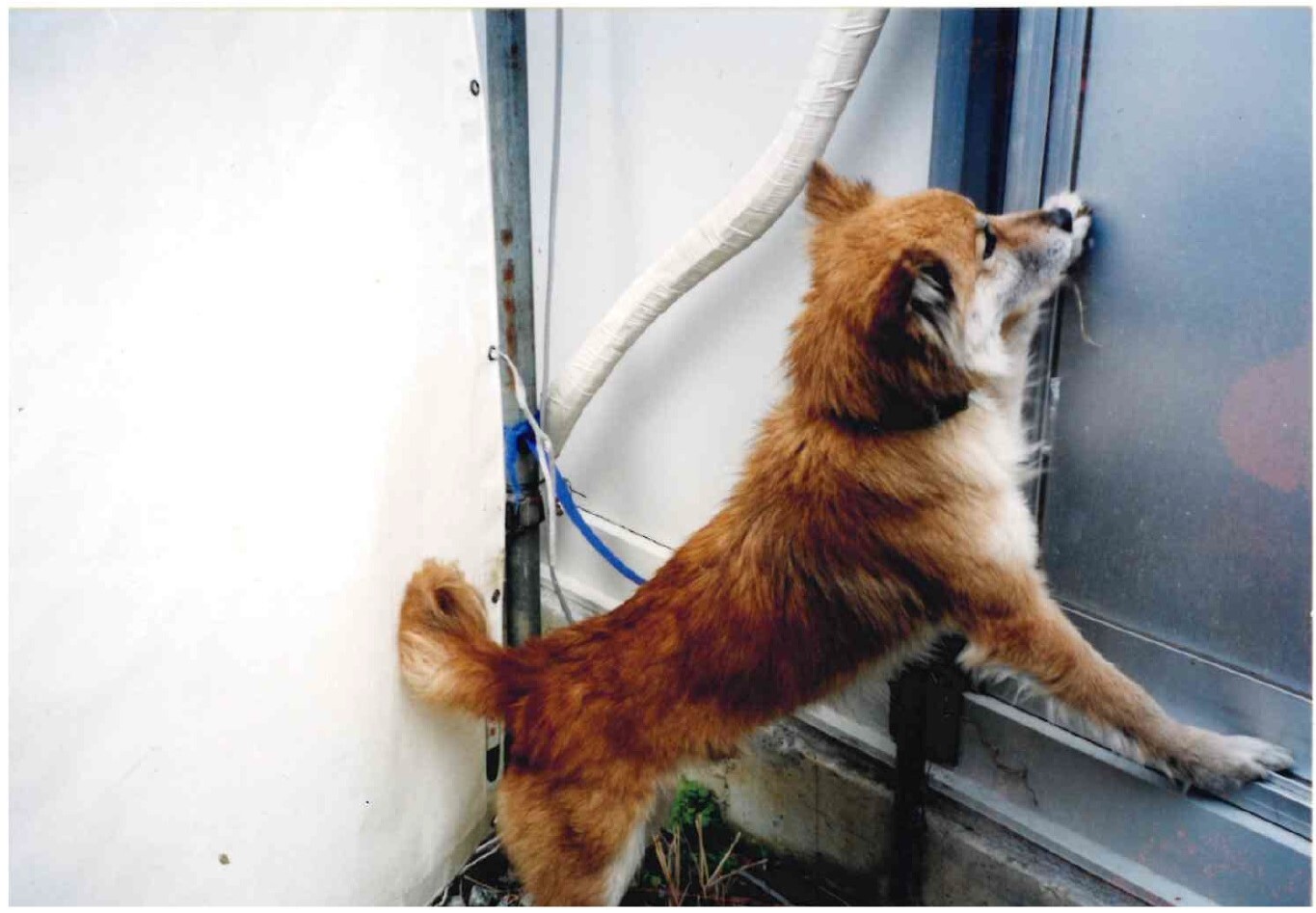 保護中: ふわふわ毛の茶色の雑種