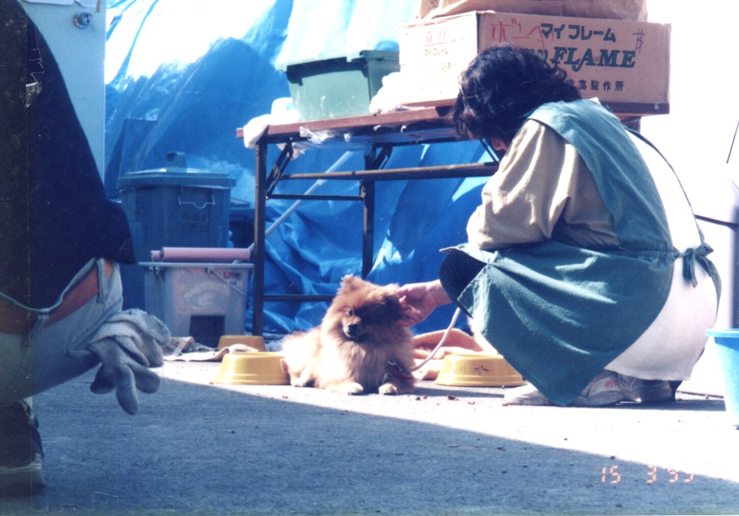 保護中: ポメラニアン