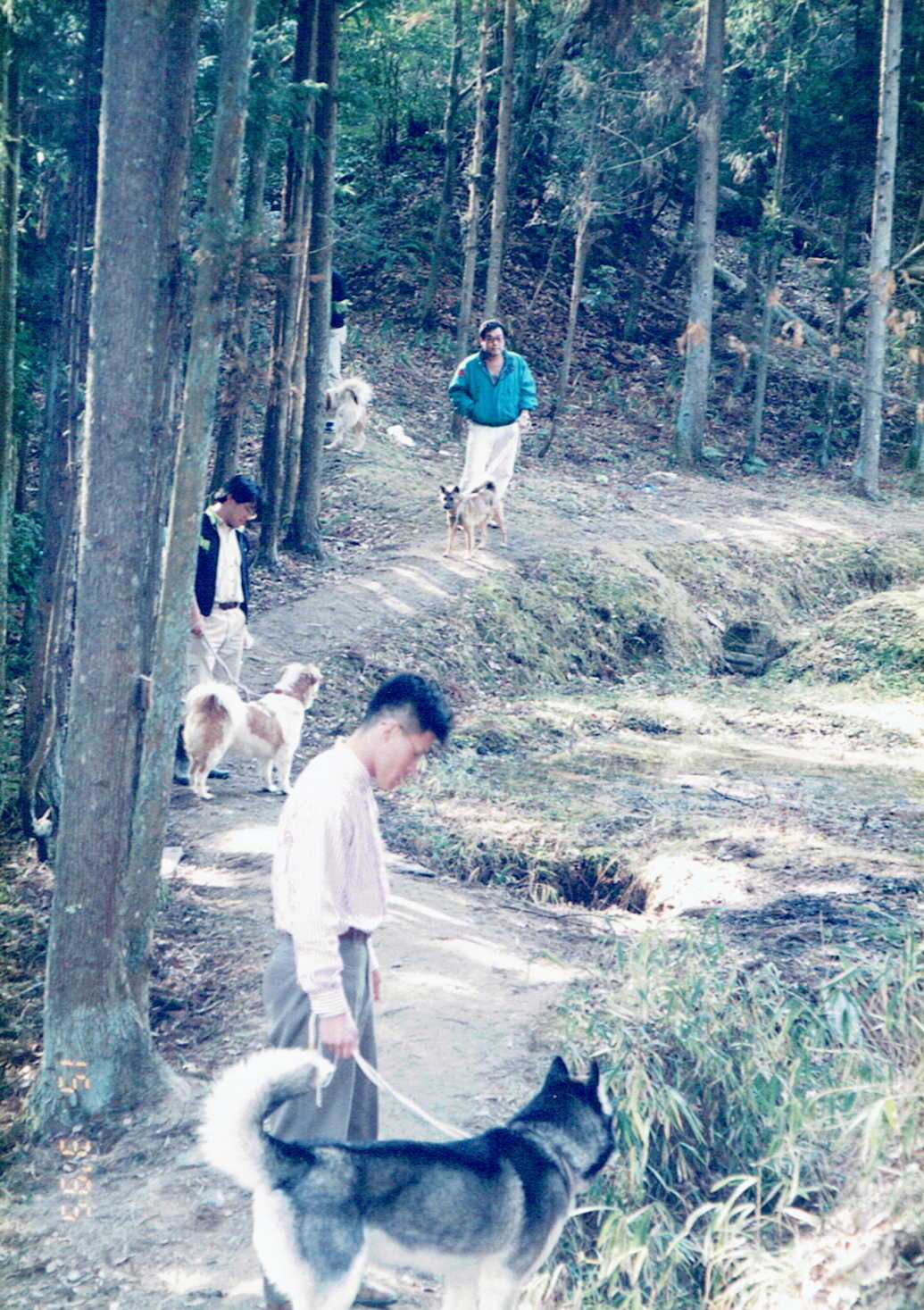 保護中: 山での犬の散歩