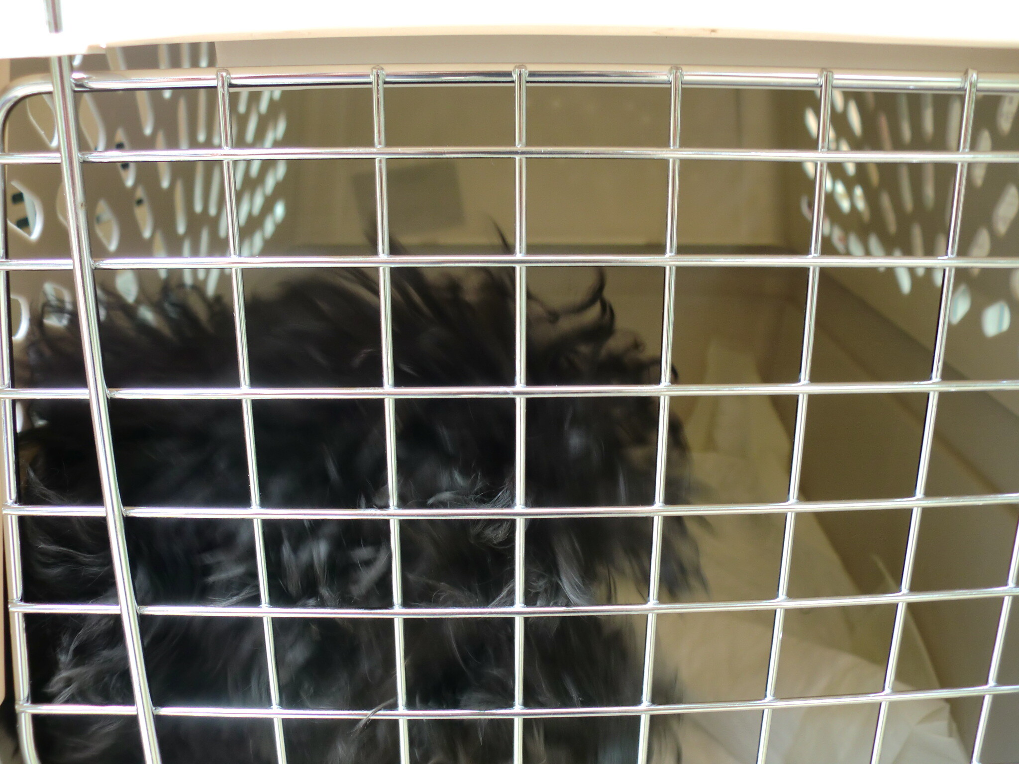 保護中: ブリーダーの犬たち