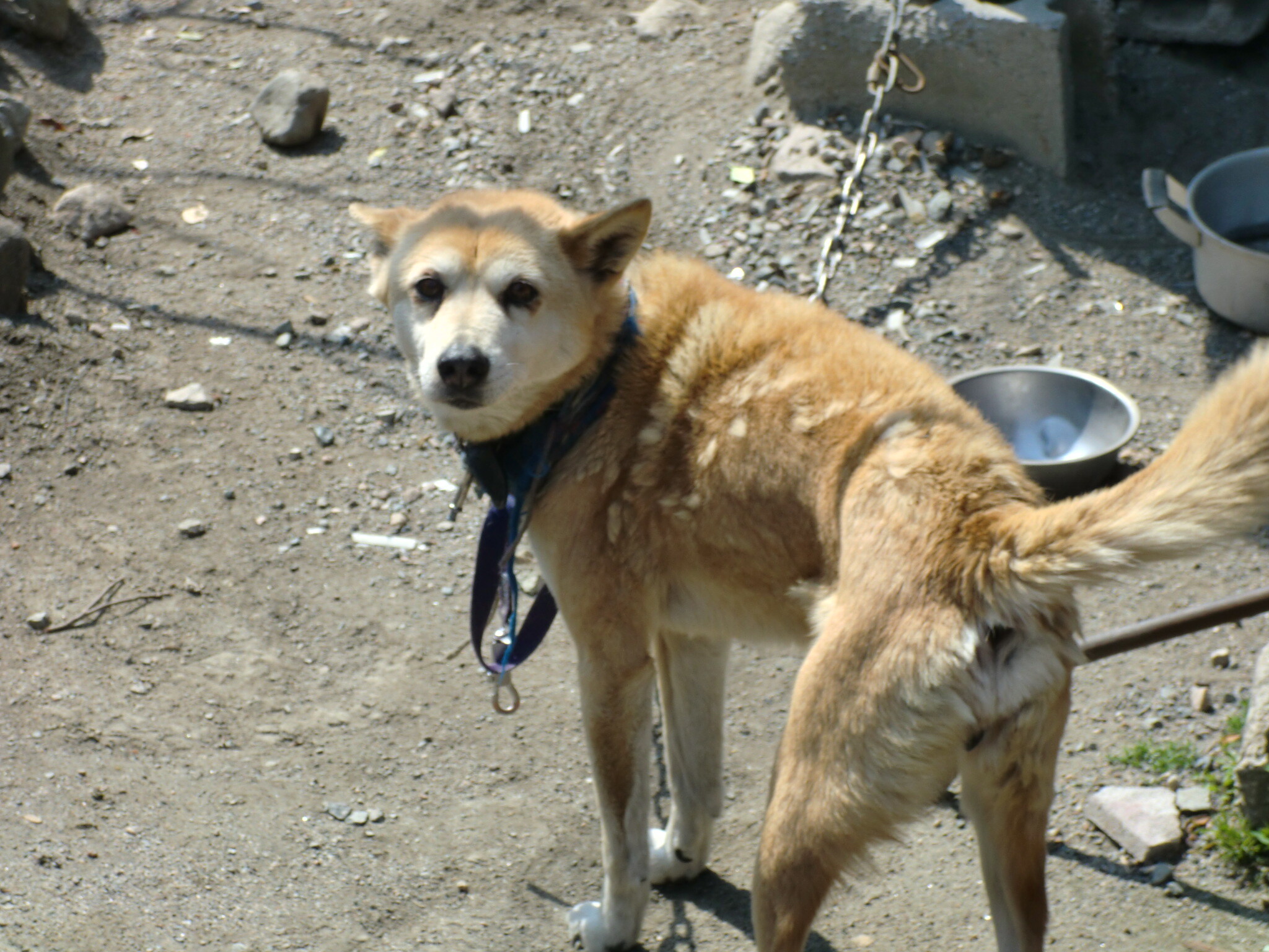 保護中: 悲惨な動物たち