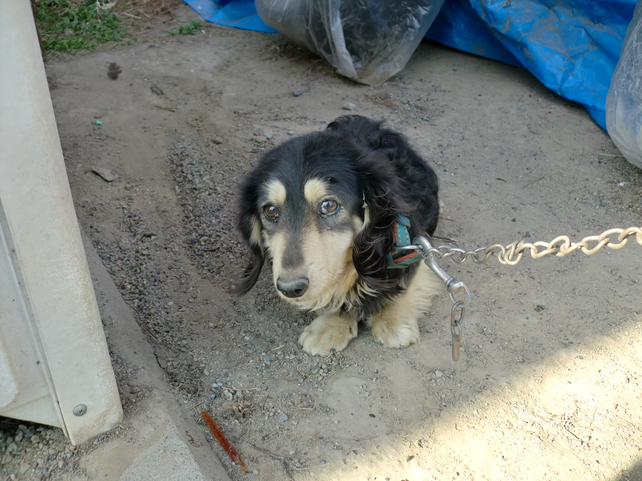 保護中: 犬の写真抜粋_No1