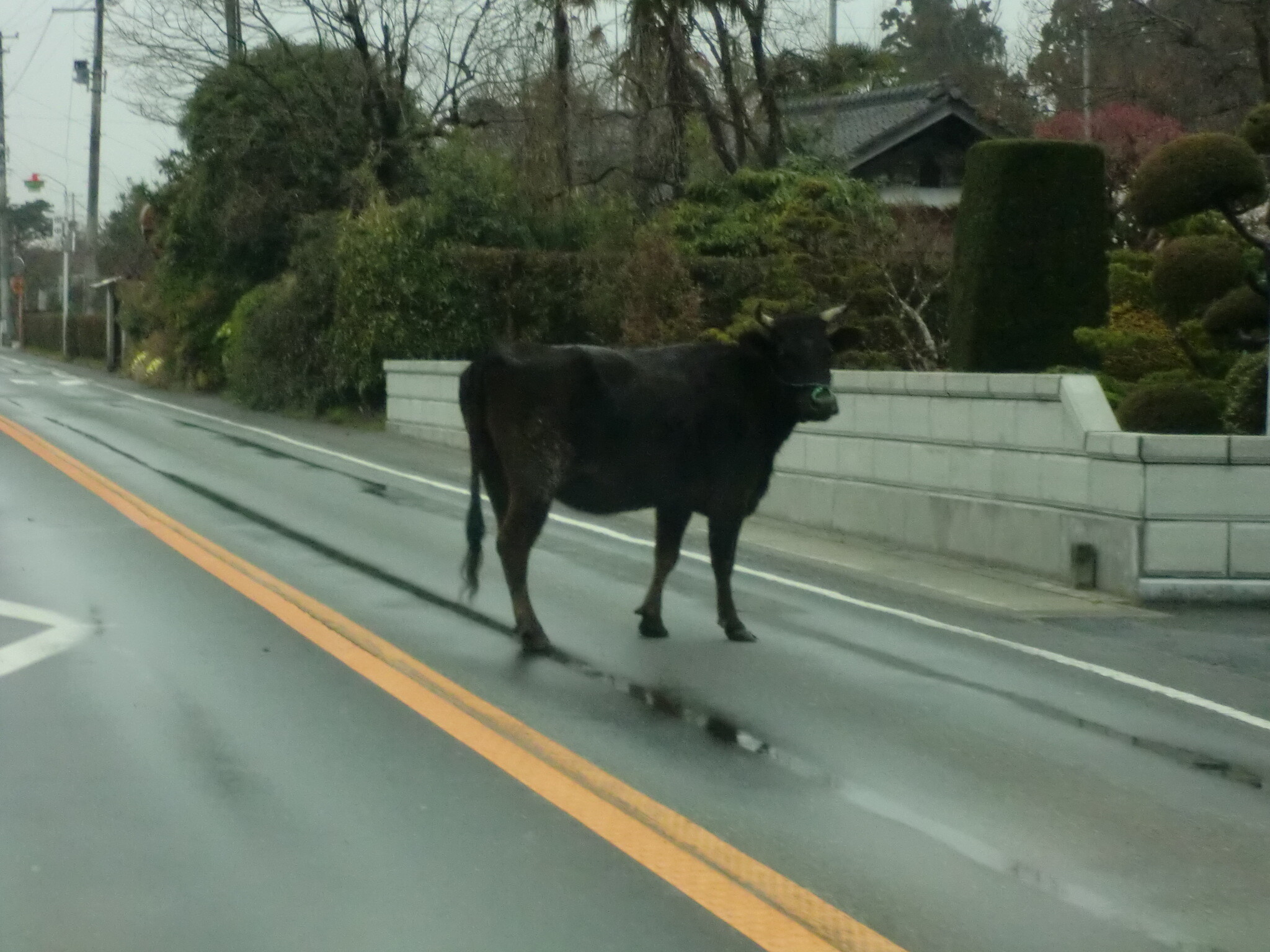 保護中: ジョーズ