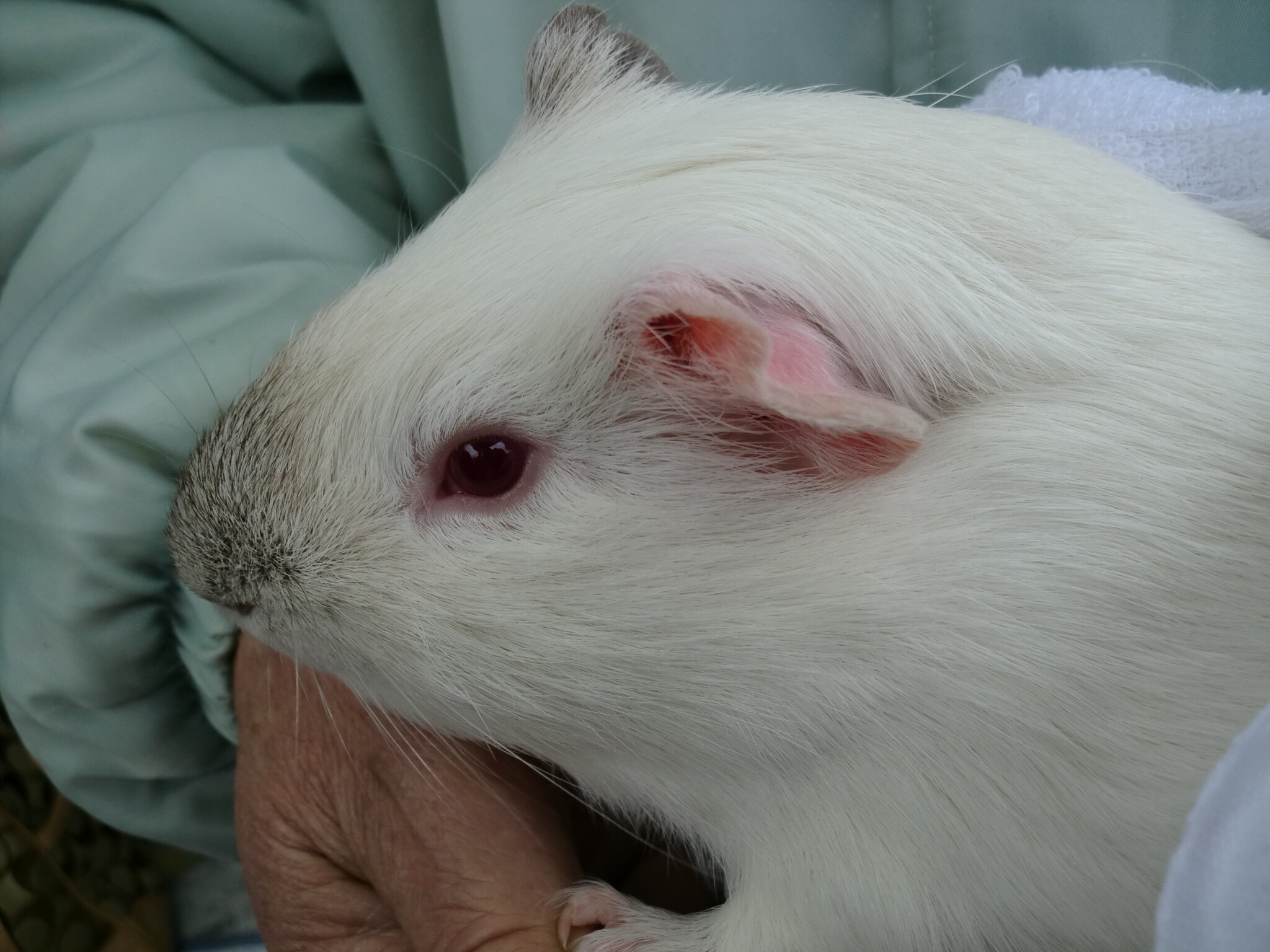 保護中: メイフュー