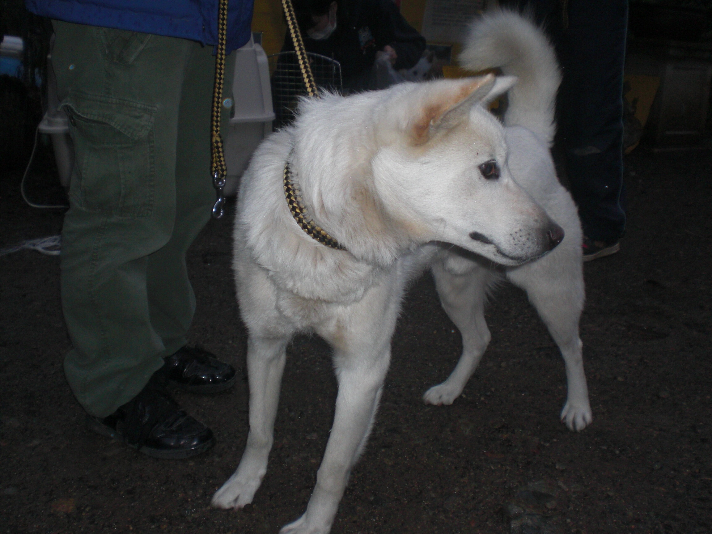 保護中: 保護された12匹の犬たち