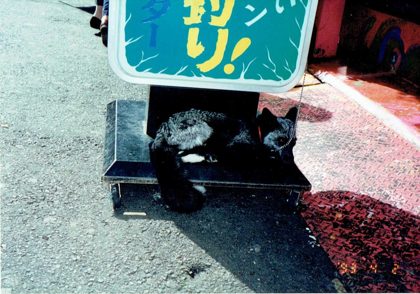 保護中: 娯楽施設アリゲーターにいる銀キツネ