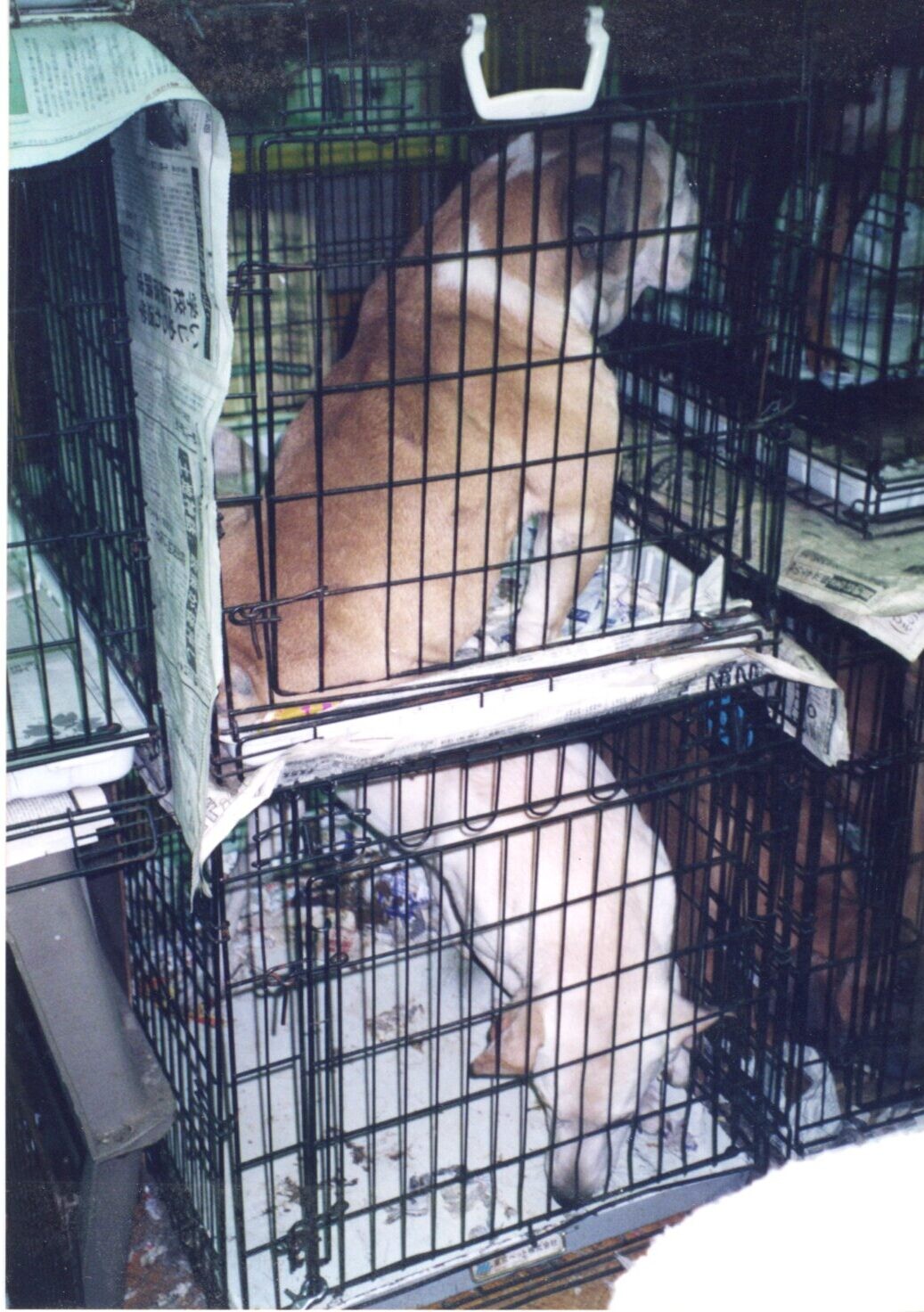 保護中: ペットシップ1