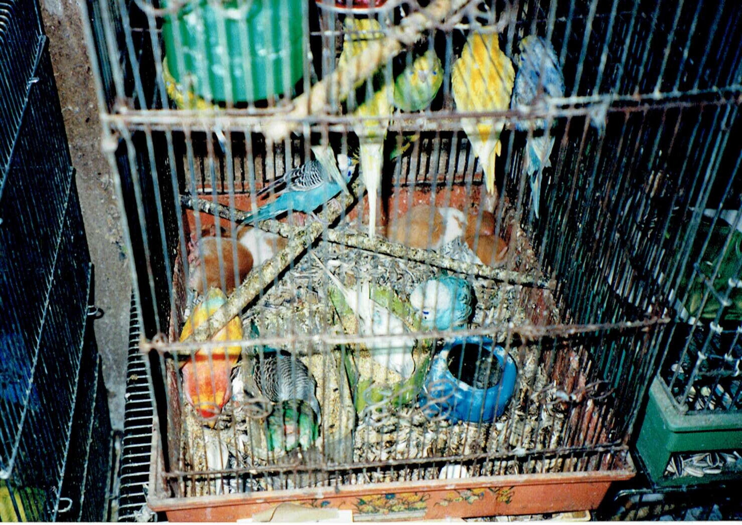 保護中: ペットショップ2