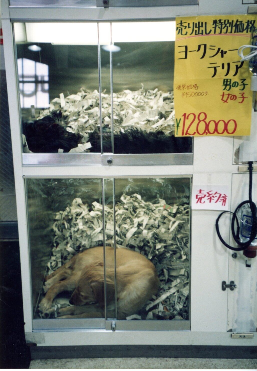 保護中: ペットショップ3