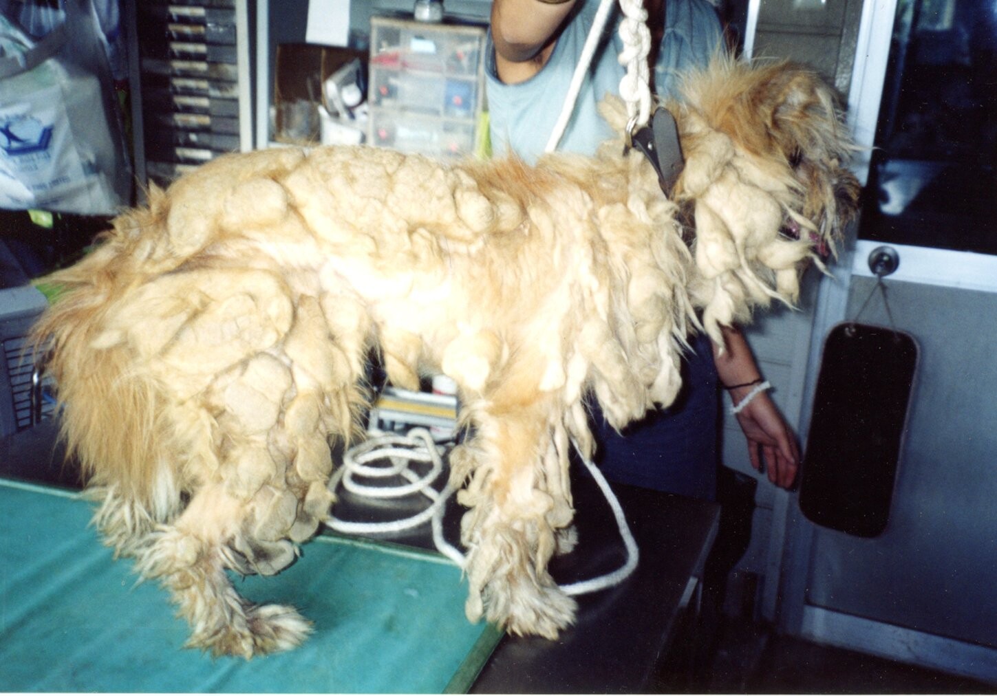 保護中: ペットショップ6_2003～2005年