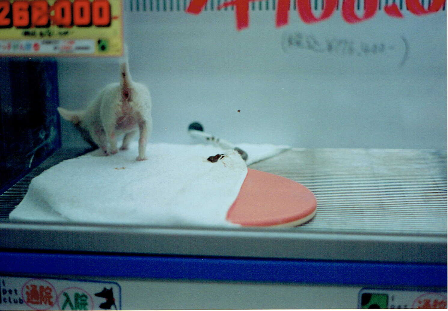 保護中: ペットショップ7