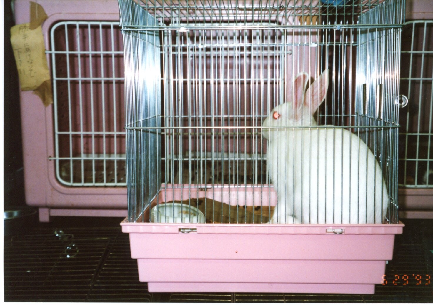 保護中: ペットショップ（大阪日本橋）_1993年3月