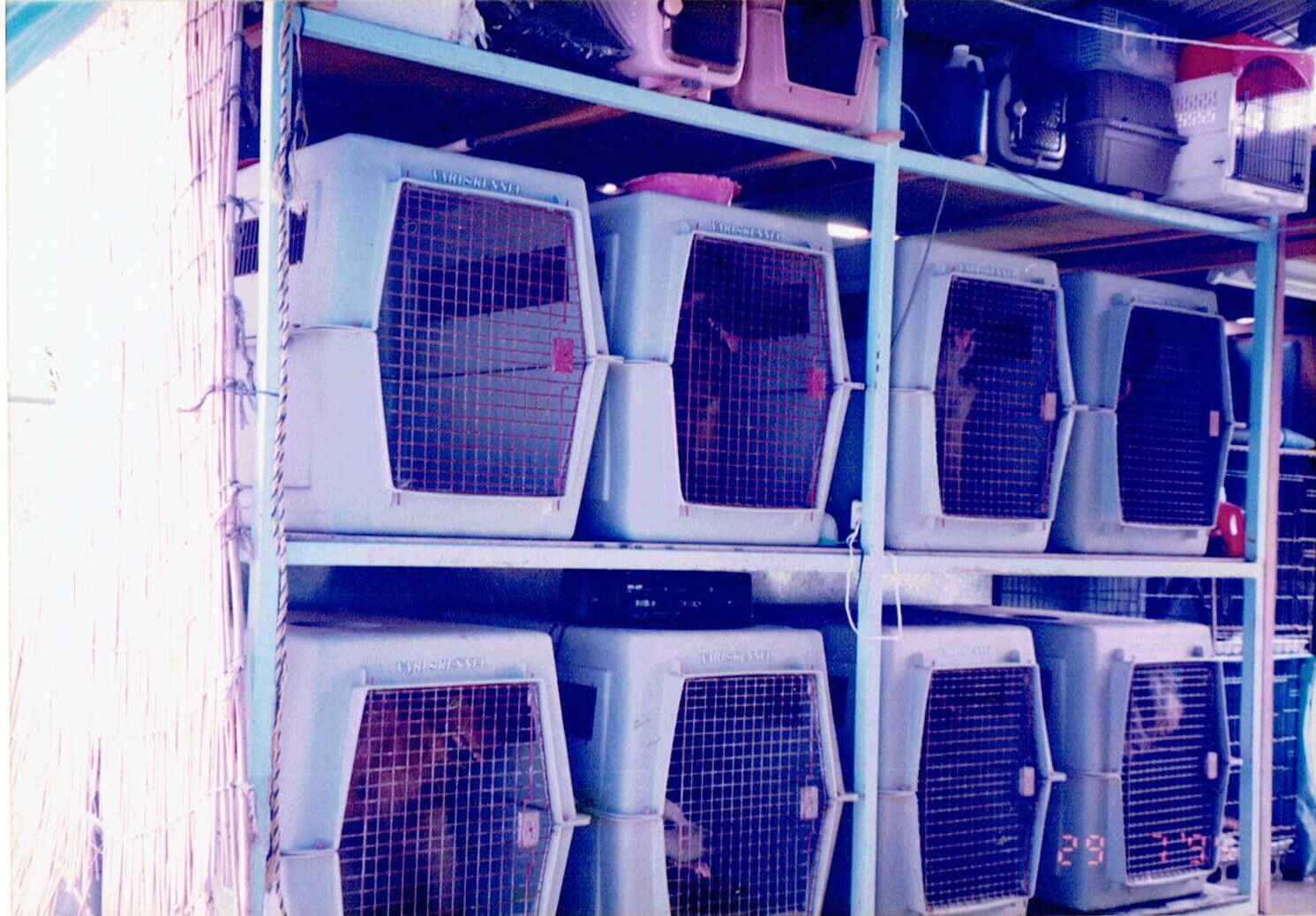 保護中: トレーニング学校に見せかけたペットショップ