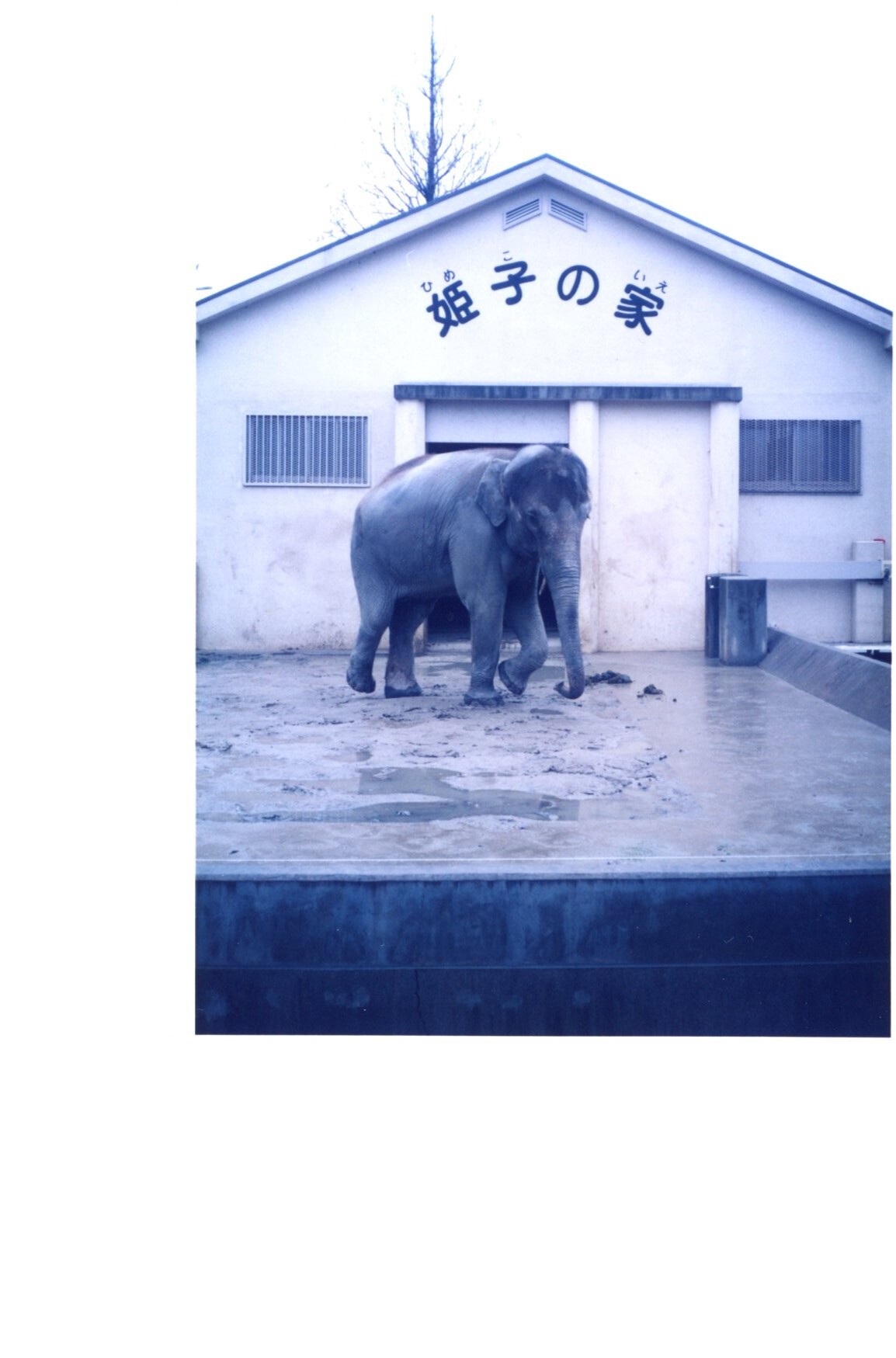 保護中: 姫路シティパーク_1995年4月