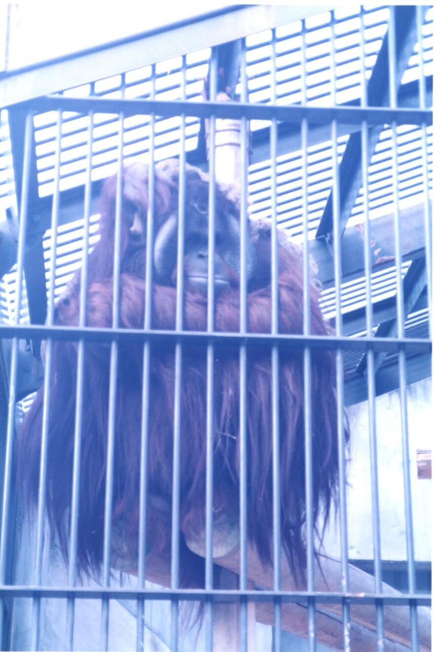 保護中: 京都動物園