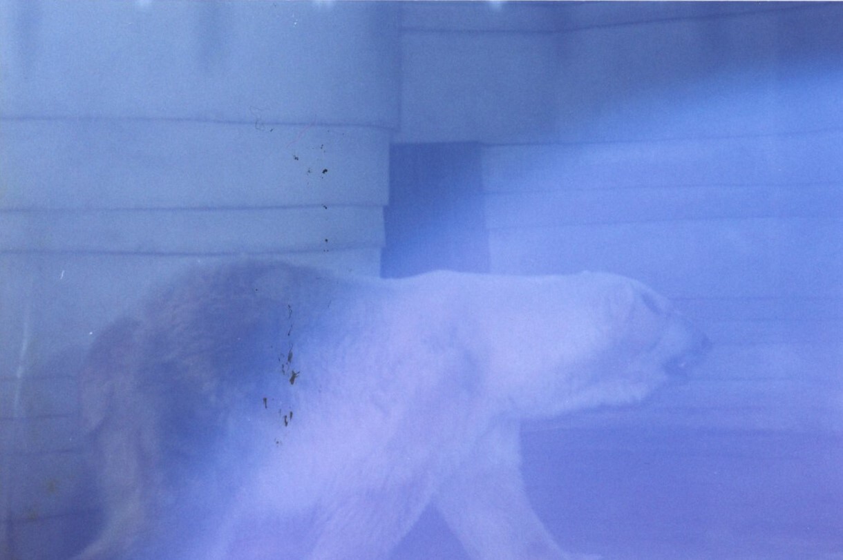 保護中: 宝塚フャミリーランド_1994年12月