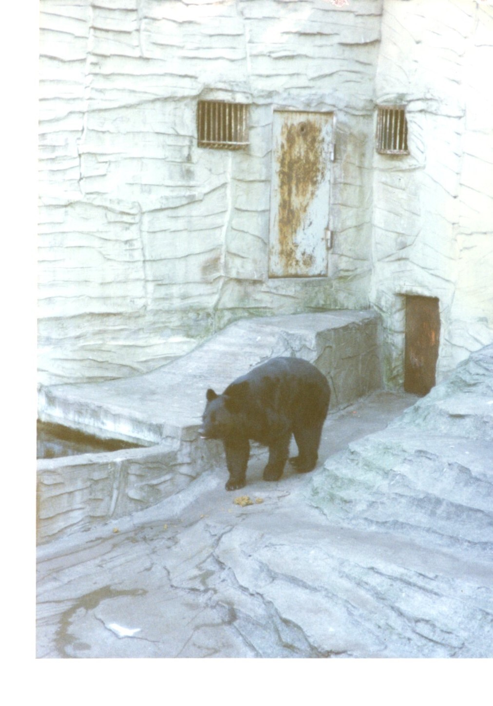 保護中: 上野動物園_1995年1月
