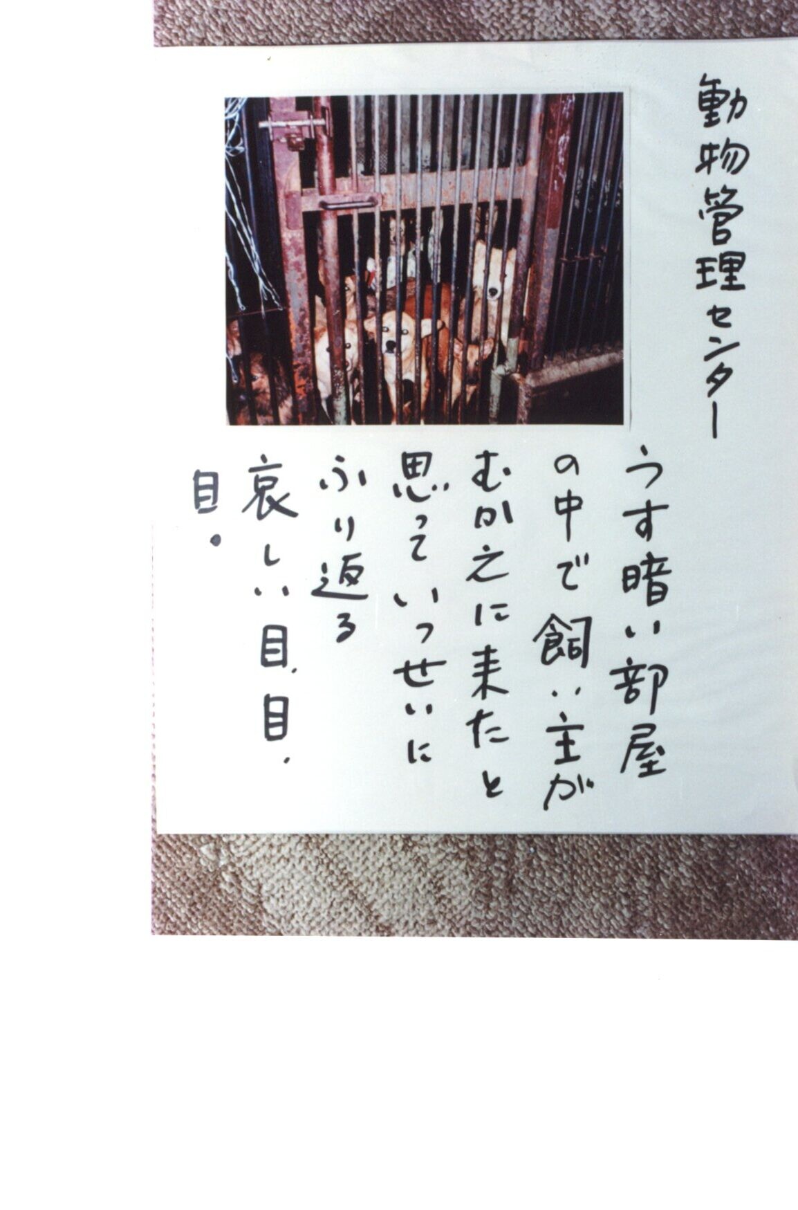 保護中: ジナと野上さんが作ったカード