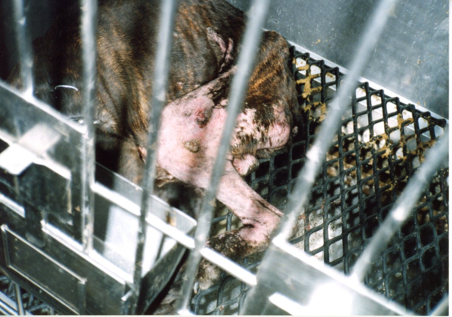 保護中: 犬の実験