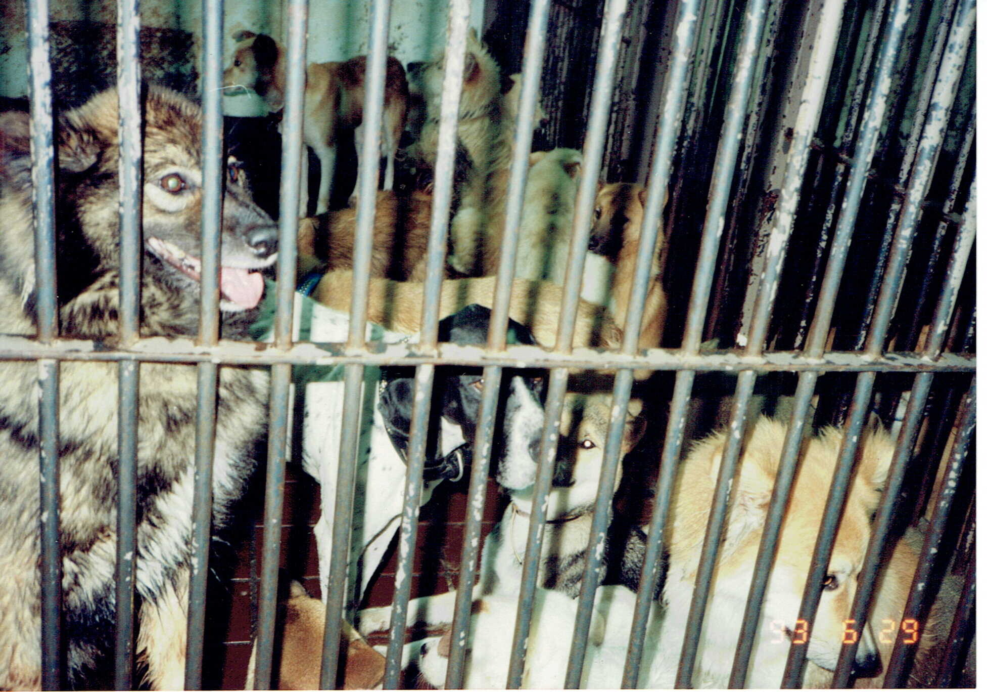 保護中: ラッキーの場合