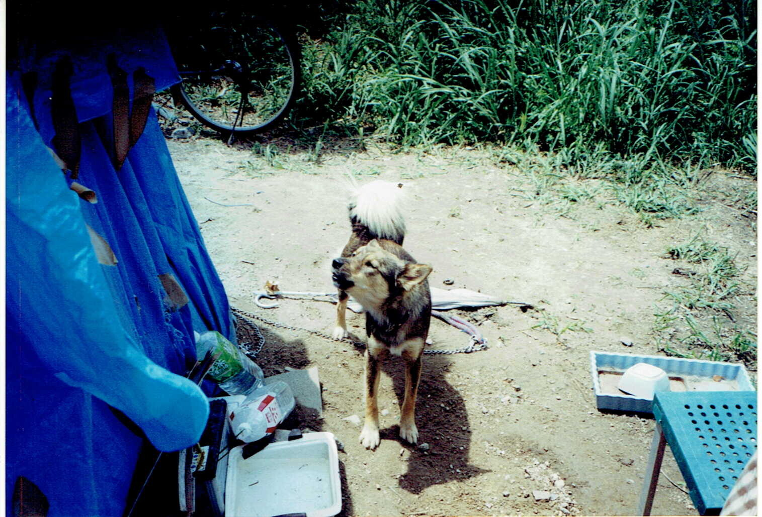 保護中: ホームレスの犬たち
