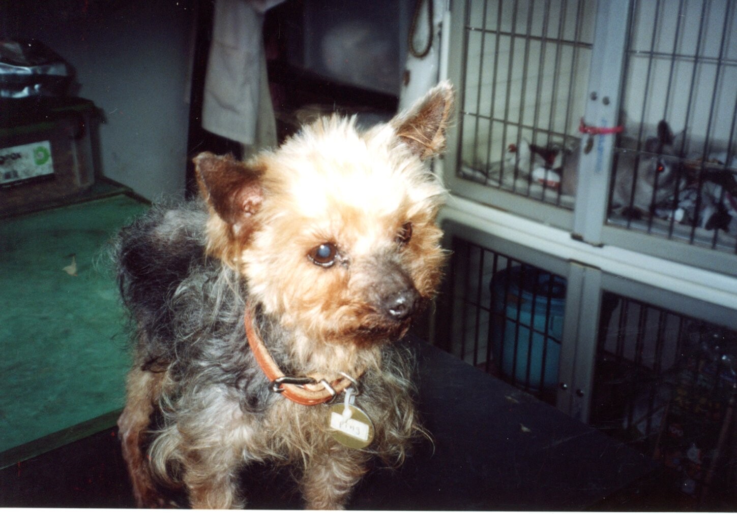 保護中: 犬のレスキュー（貝塚市）_2005年2月