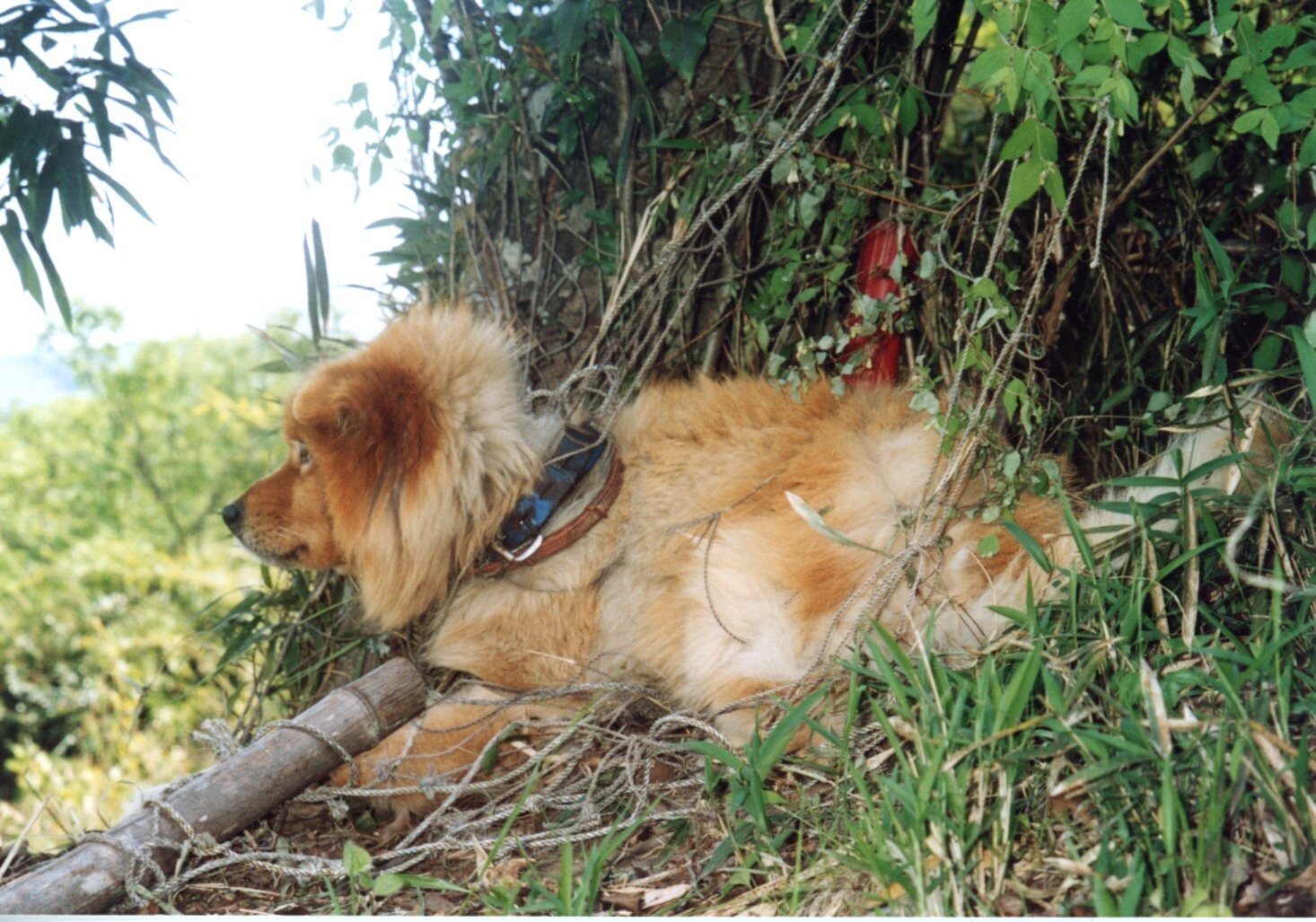 保護中: 鹿ネットにかかったキンバリー