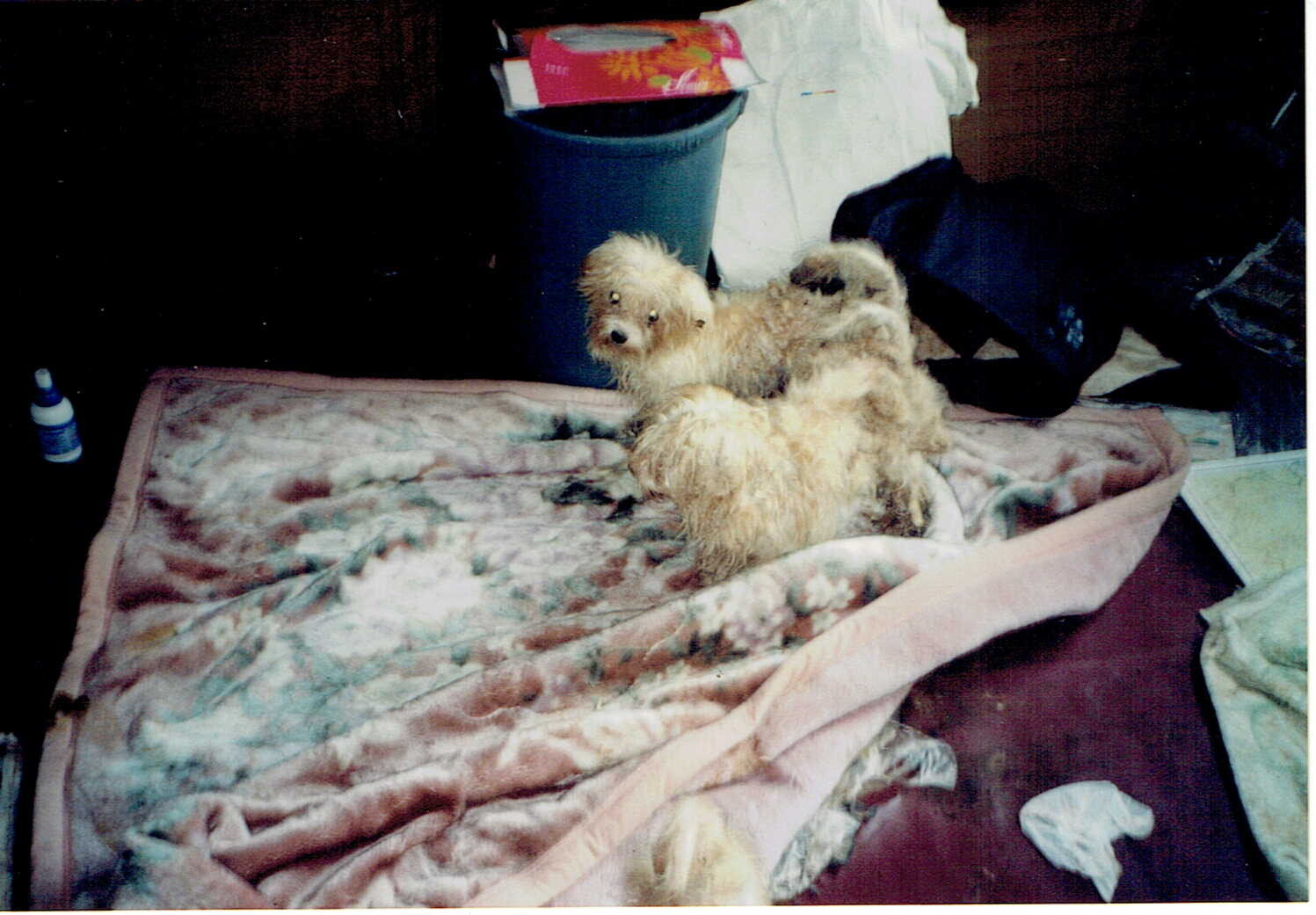 保護中: レスキュー前