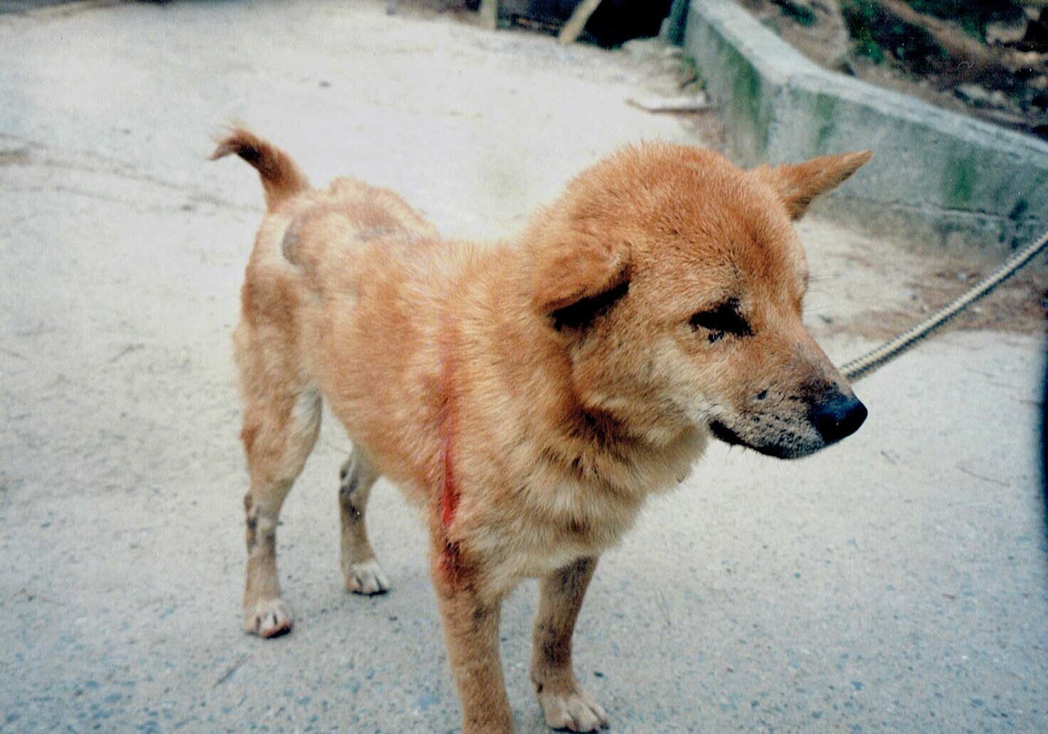 保護中: ピックルのレスキュー