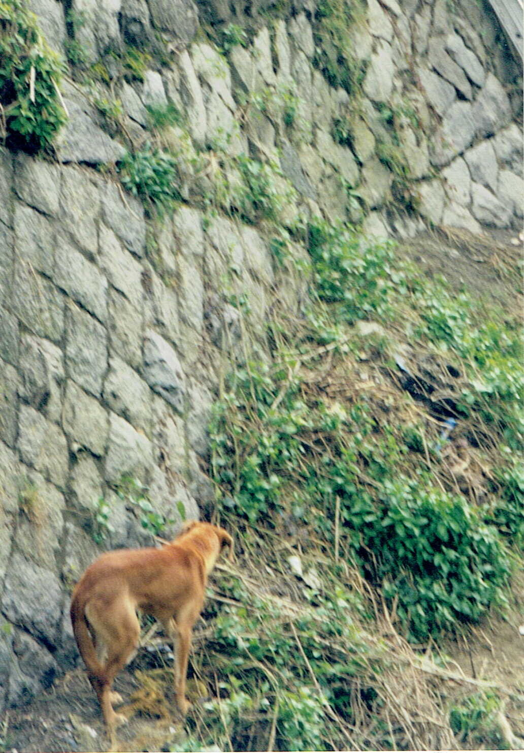 保護中: プルートのレスキュー