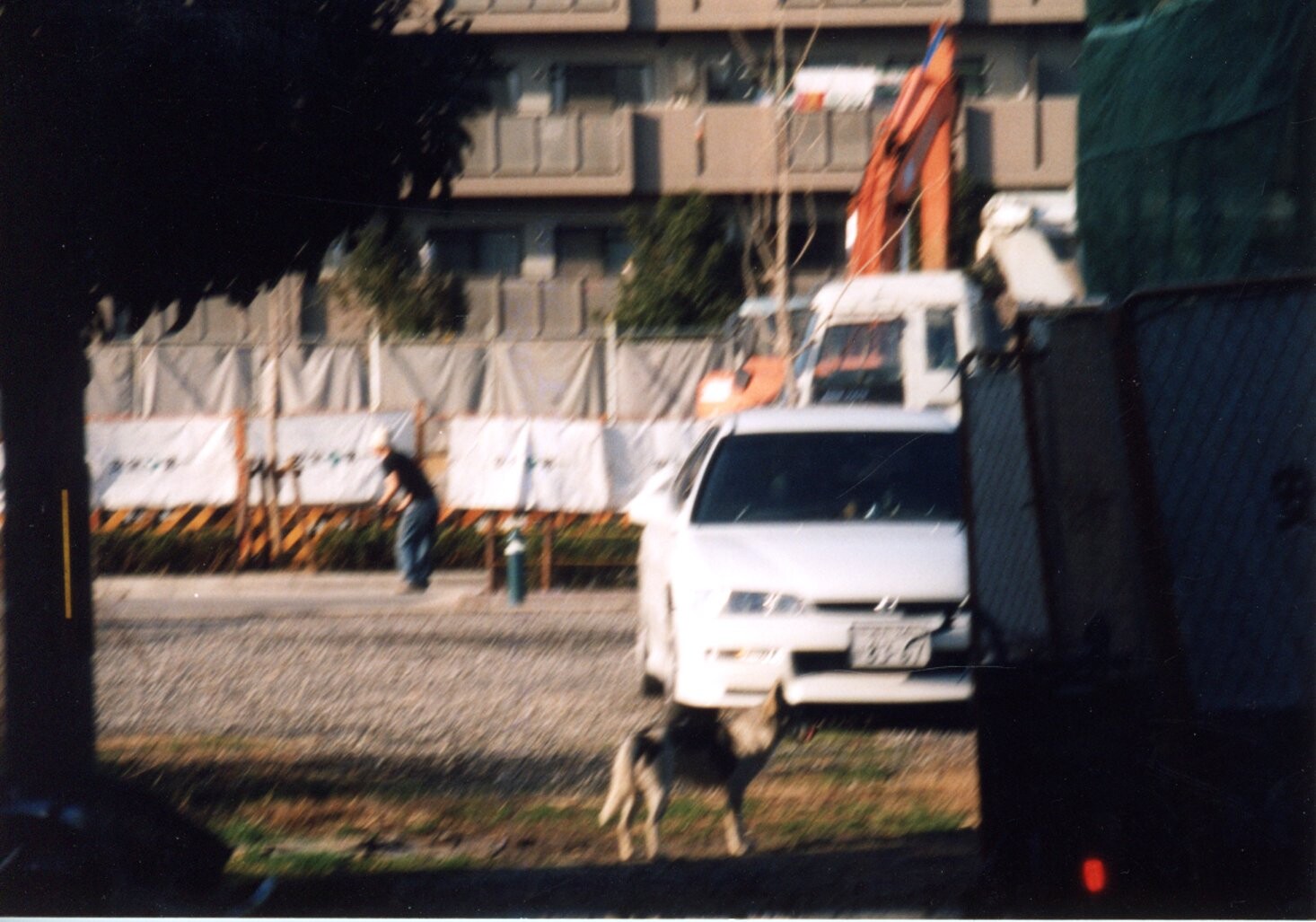 保護中: 車に置き去りにされた犬たち_1999年5月