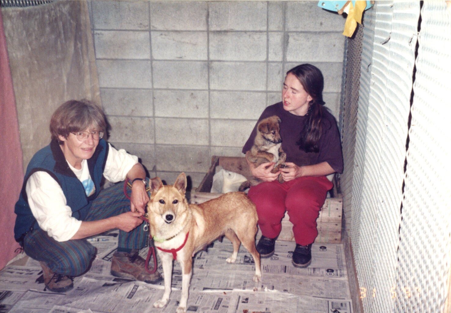 保護中: 保健所からレスキューされたぜリンダの子犬たち_1997年6月