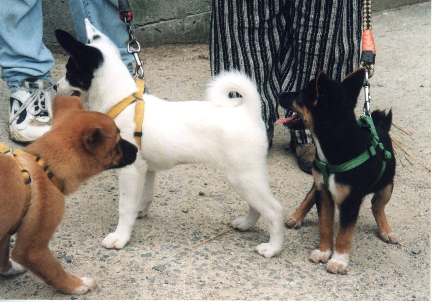 茶色と黒の子犬たち（ティッピーと）