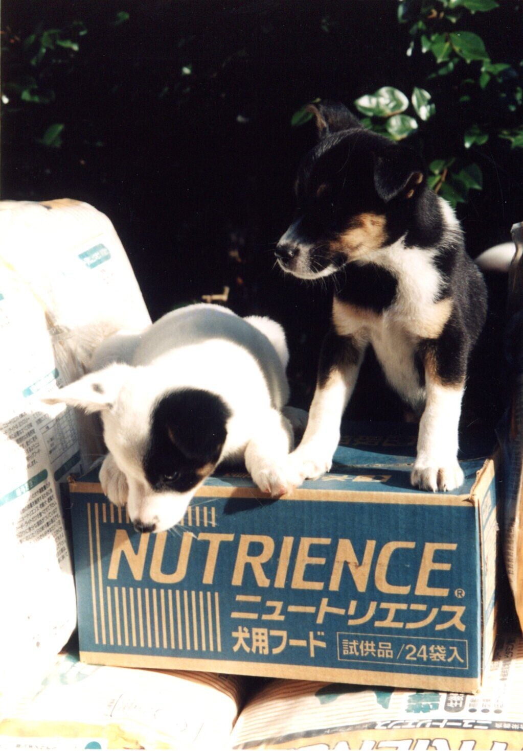 黒白茶色の子犬（ティッピーと）