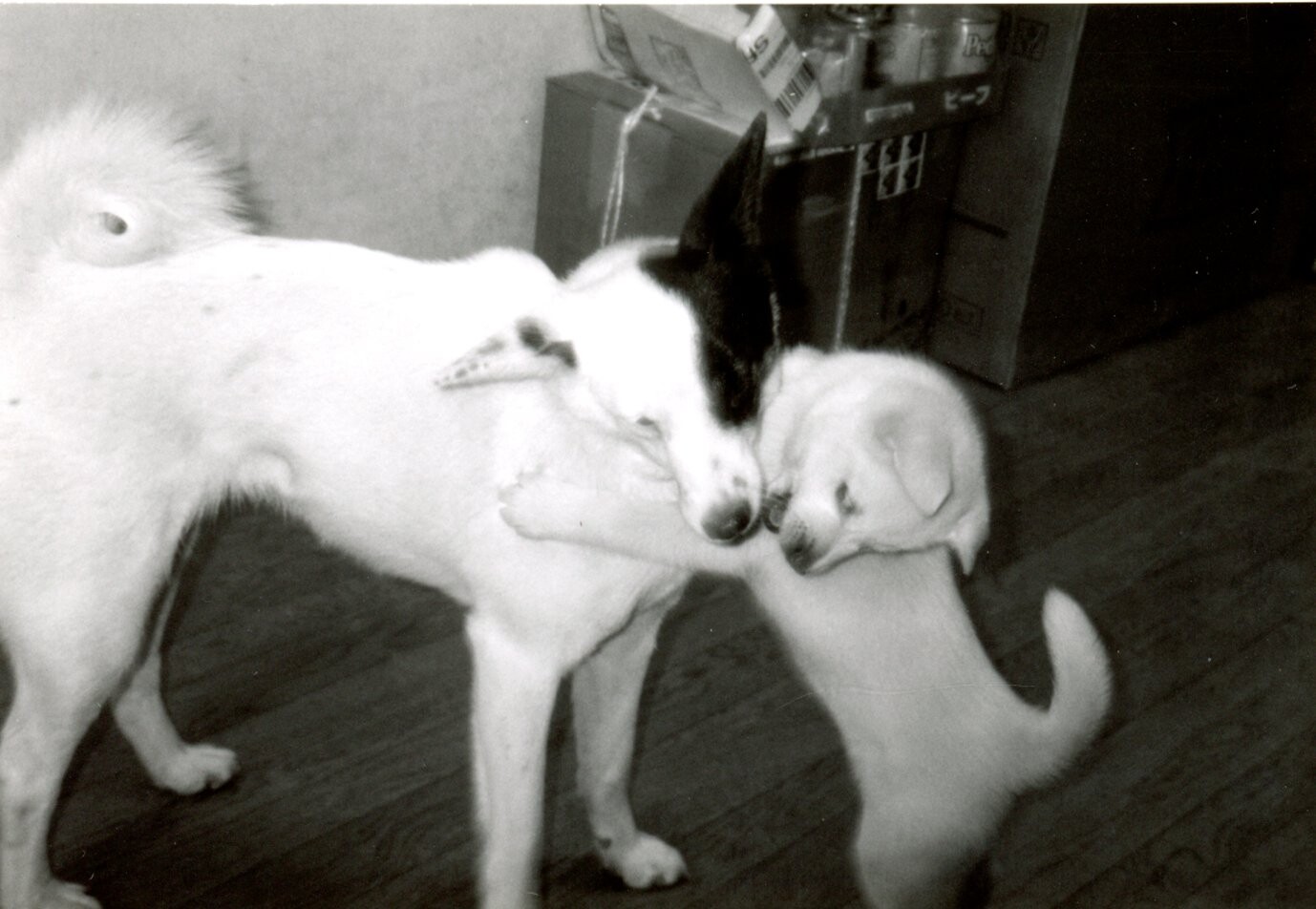 ティッピーと遊ぶ茶色の子犬
