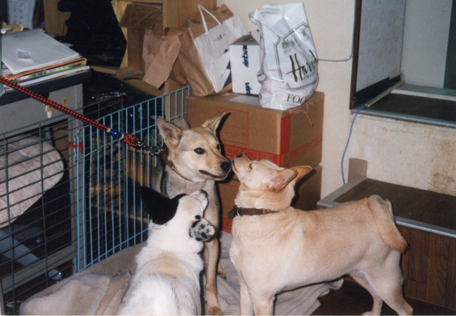 黒い斑点のある白雑種と黒茶色雑種