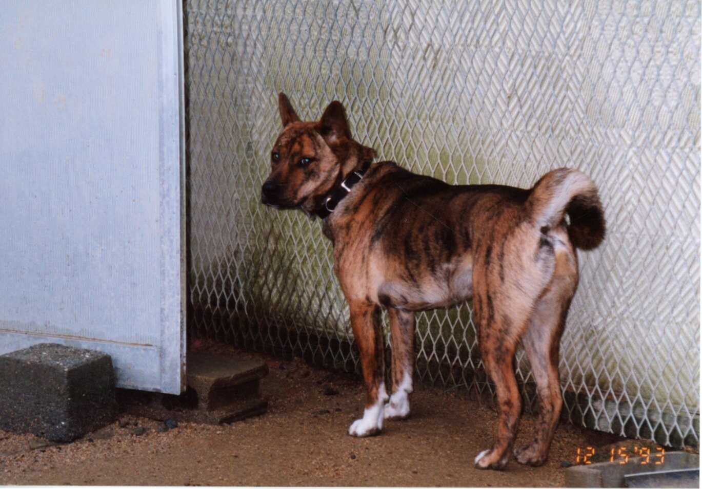 お腹と足が白い黒茶色の雑種