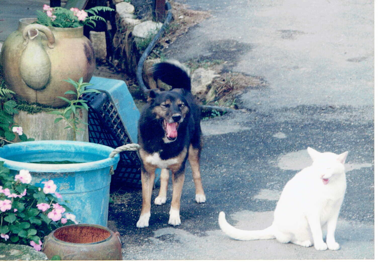 お腹と足が白い茶色と黒の雑種